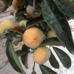 辛集柿子大量上市了，火晶柿子，大红袍柿