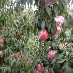 山西万荣超越桃蜜桃随行就市