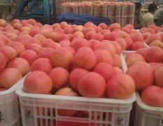 聊城沙镇范庄蔬菜基地大量供应西红柿