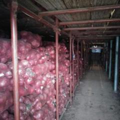 焦作沁阳80以上库存红皮洋葱火爆销售中