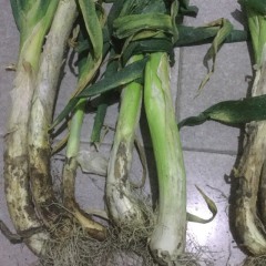 梅里斯齐长白大葱，长期供应红黄洋葱