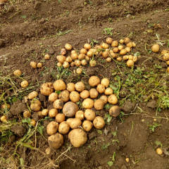 吉林公主岭怀德镇延薯四号，好不好自己看