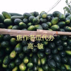 河南焦作沁阳黑优大冬瓜，条形好