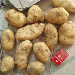 内蒙古察右中旗沙地荷兰十五，夏波蒂，克星