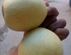 蒲城酥梨种植面积大，分布广！