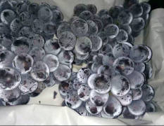 河北晋州市京亚葡萄大量供应，串紧，粒大