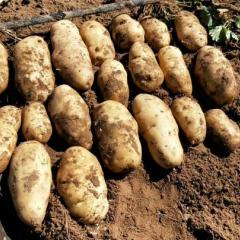 多伦土豆随行就市光明陈升诚信合作