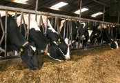 忻州向全国常年大量供应纯种黑白花奶牛