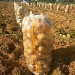 武川土豆 常年为全国各地货主代收土豆