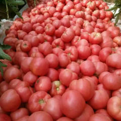 河南安阳万亩冷棚西红柿大量上市