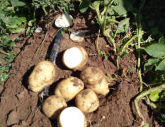 张家口土豆基地种薯全部入库，微行薯，原种