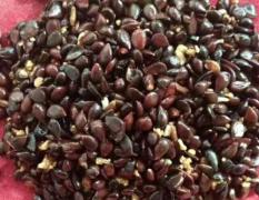 安徽砀山梨种，桃种成活率高，保质保量