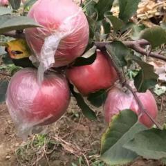 山东潍坊红富士苹果种植基地