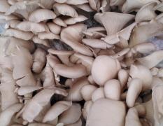 2017肥城香菇 蘑菇下来了，刚下，量不大