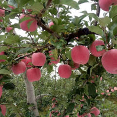 河北乐亭县红富士苹果大量上市