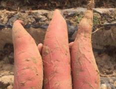 山东夏津农民专业合作社种植 烟薯系列