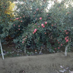 泽普红富士苹果 果树树龄为8-10年