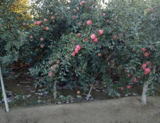 泽普红富士苹果 果树树龄为8-10年