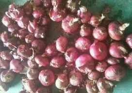 单县冷库库存洋葱有2400吨黄皮洋葱