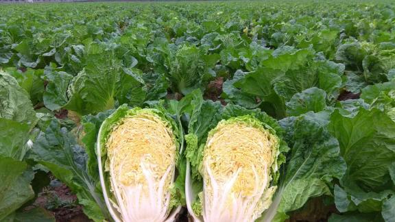 2017年河南夏邑87-114白菜价格