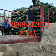 2017沁阳冬瓜陆地货供货周期还有一个多月