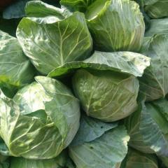 2017河南焦作博爱县秋冬季甘蓝