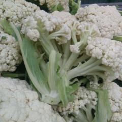 河南博爱白面青梗松花菜菜花质量上乘