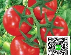 丰台番茄种子价格行情平稳丰台王先生诚信合作