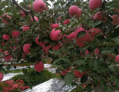 甘肃黄土高坡上的冰糖心红富士苹果