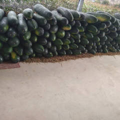 大丰南阳冬瓜上市，瓜形好，颜色黑