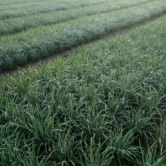 江苏张家港平韭6号韭菜希望销售到南通