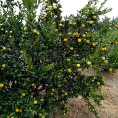 全州现在是早南丰桔跟一点红上市中