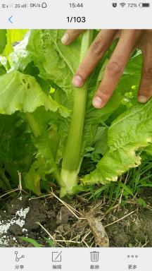 安县棒棒菜，笋子芥 ，清香爽脆