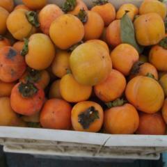 柿子 砀山县柿子 牛心柿子 大量出售