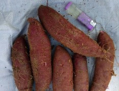 山东滕州大量出售紫罗兰紫薯，条状好