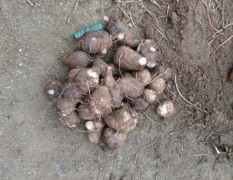滕州大量供应芋头，品种8520，豆包芋都有