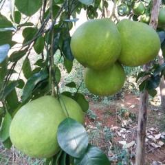 大量供应沙田柚 正宗沙田柚 产地桂林