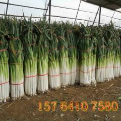 山东章丘章丘大葱