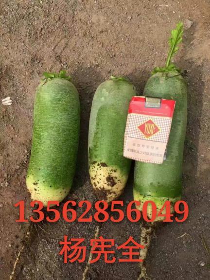 2017年山东肥城青皮白萝卜价格