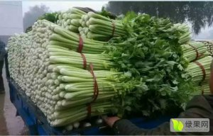 永年大量美国西芹芹菜 欢迎新老客户