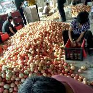 聊城硬粉西红柿基地，供货时间长