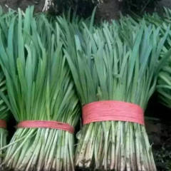 昌黎韭菜是名优特产,靖安刘帅诚信合作