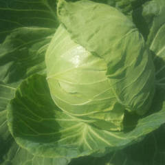 昌黎靖安刘帅10月旺旺甘蓝