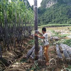 广西崇左地区黑皮果蔗大量供应中