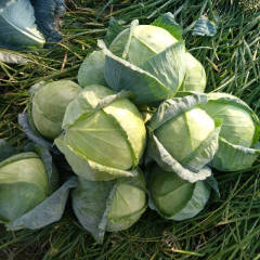 昌黎10月铁头甘蓝价格便宜，质量好，量大