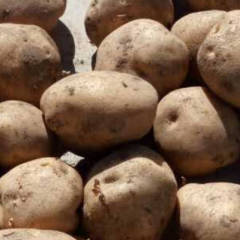 内蒙古集宁区克新，荷兰15