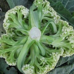 新野有机松菜花，绿色无公害绿欣老张，诚信合