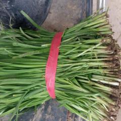 滑县全部是陆地韭菜叶子宽艳色黑