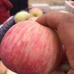 陕西大荔纸夹膜袋红富士苹果价格适宜