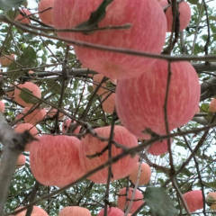 陕西红富士苹果大量供应中 范家镇范家村